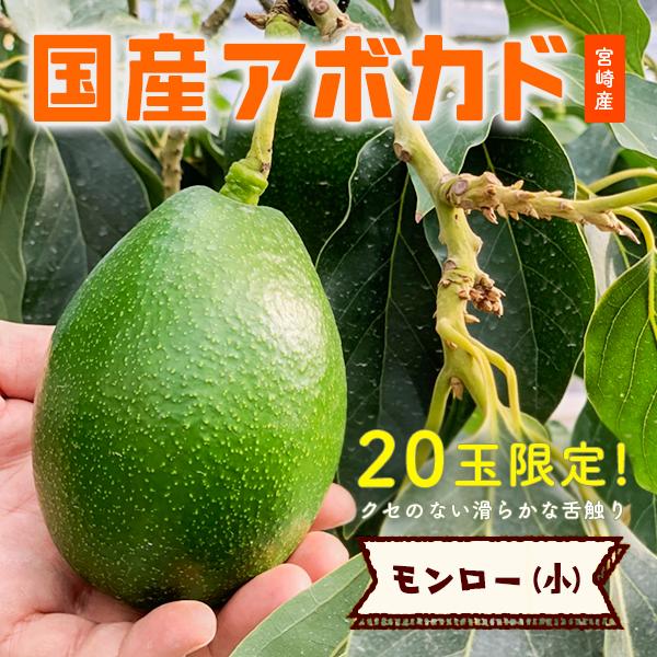 【2024年分受付は終了しました】「モンロー（国産アボカド）小サイズ１玉」ギフト箱入り