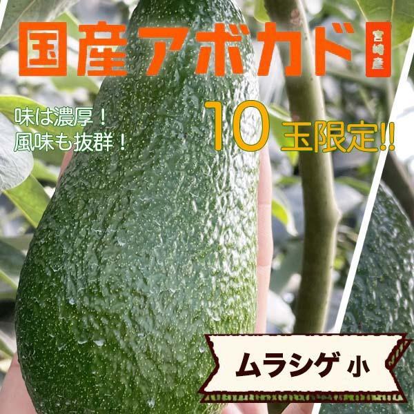 【2025年分受付は終了しました】横山果樹園の「ムラシゲ（国産アボカド）小サイズ１玉」