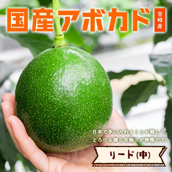 【2024年分受付は終了しました】横山果樹園の「リード（国産アボカド）中サイズ１玉」
