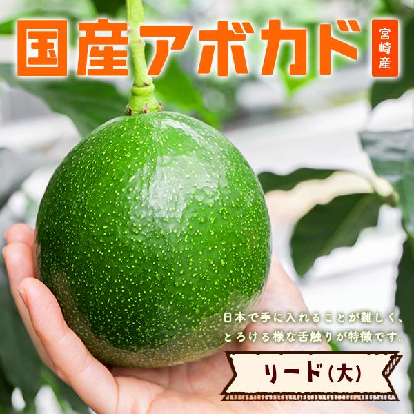 【2024年分受付は終了しました】横山果樹園の「リード（国産アボカド）大サイズ１玉」