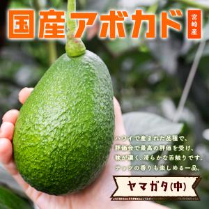 横山果樹園の「ヤマガタ（国産アボカド）中サイズ１玉」