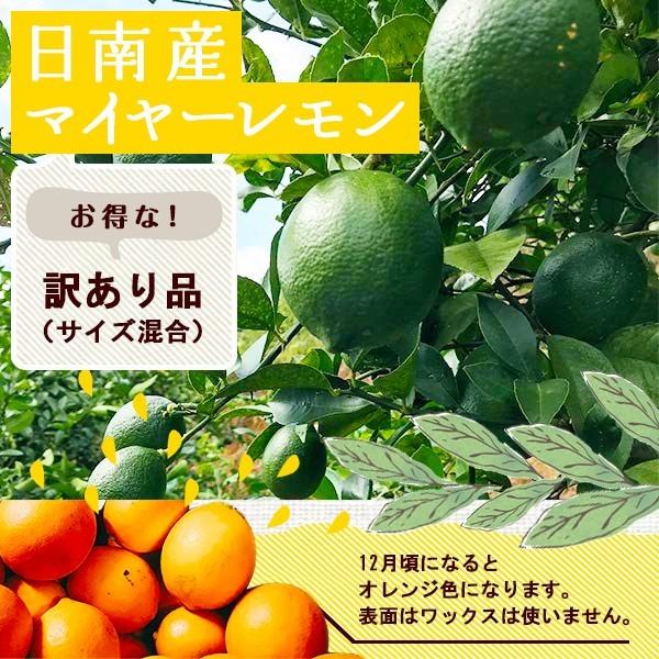 訳あり国産レモン【2kg】　日南産マイヤーレモン（サイズ混合）　※ノーワックス