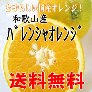 訳あり バレンシャオレンジ 5kg めずらしい国産オレンジ  和歌山産 送料無料