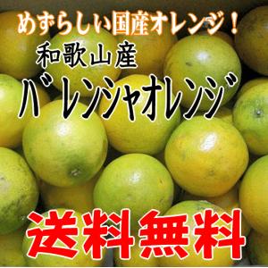 バレンシャオレンジ Ｍ/L 2kg めずらしい国産オレンジ 和歌山産 送料無料