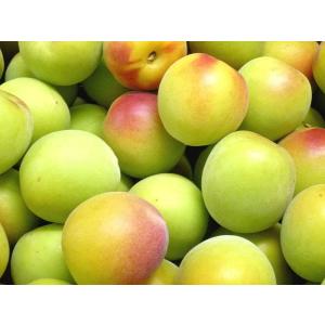 完熟青梅(南高梅)2L・3Lサイズ 10kg ...の詳細画像1