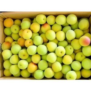 完熟青梅(南高梅)2L・3Lサイズ 10kg ...の詳細画像2