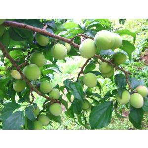 完熟青梅(南高梅)2L・3Lサイズ 10kg ...の詳細画像3