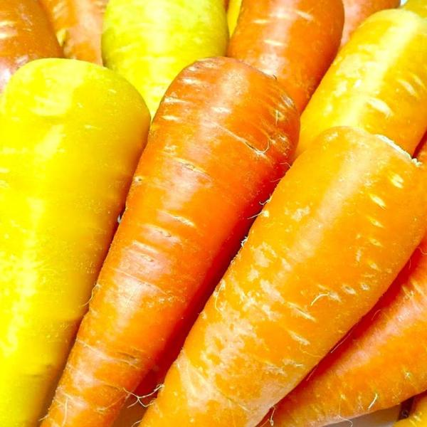 きゃろふく 生食用人参 カラフル サラダ 2kg 福井県福井市産 生産者指定 八百屋テクテクセレクシ...