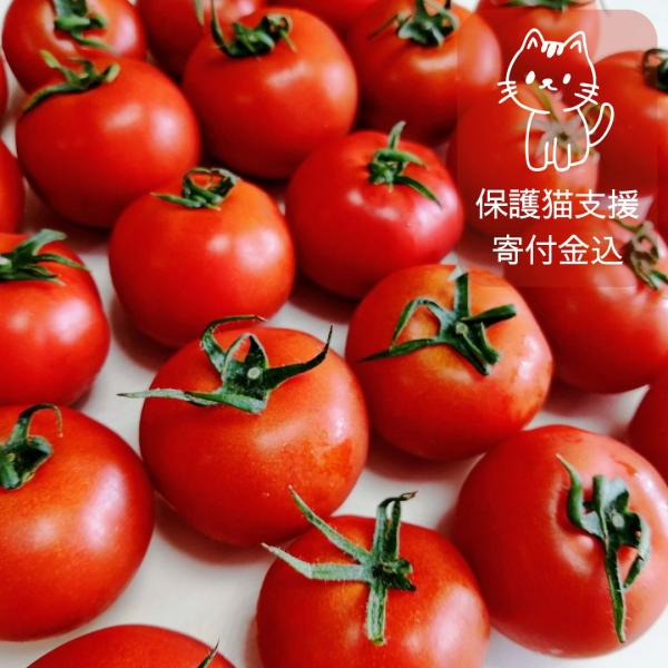 華小町 約1.2kg 保護猫支援 寄付金 ミディトマト 越のルビー 福井県産 生産者指定 産直 八百...