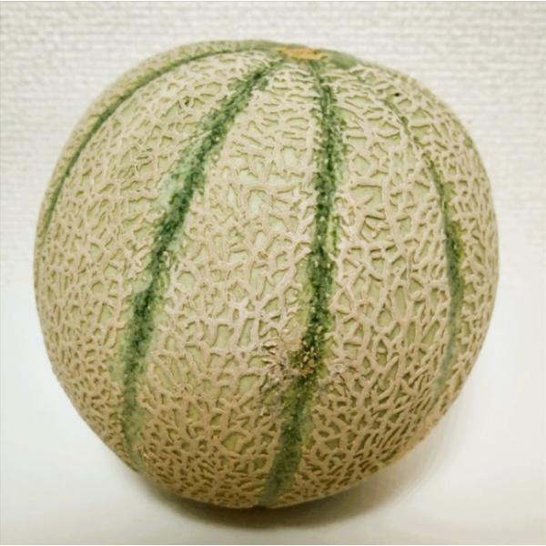 福井県産 マルセイユメロン 予約販売受付中 6月中旬頃より発送 食べごろ表示付き 赤肉メロン