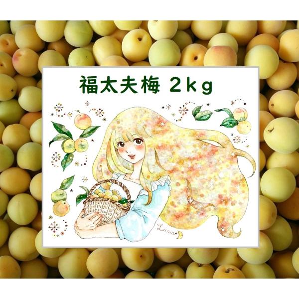福井県産福太夫梅 完熟梅 約2kg ラベル付き 梅酒・梅シロップ用 予約販売受付 6月下旬頃発送 大...