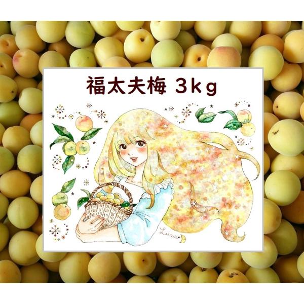 福井県産福太夫梅 完熟梅 約3kg ラベル付き 梅酒・梅シロップ用 予約販売受付 6月下旬頃発送 大...