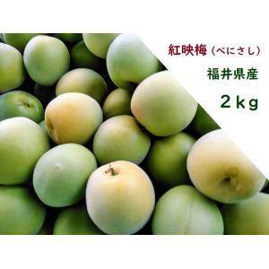 福井県産紅映梅 約2kg 梅干し用 予約販売受付 6月下旬頃発送 大きさおまかせ うめ 青梅 生梅