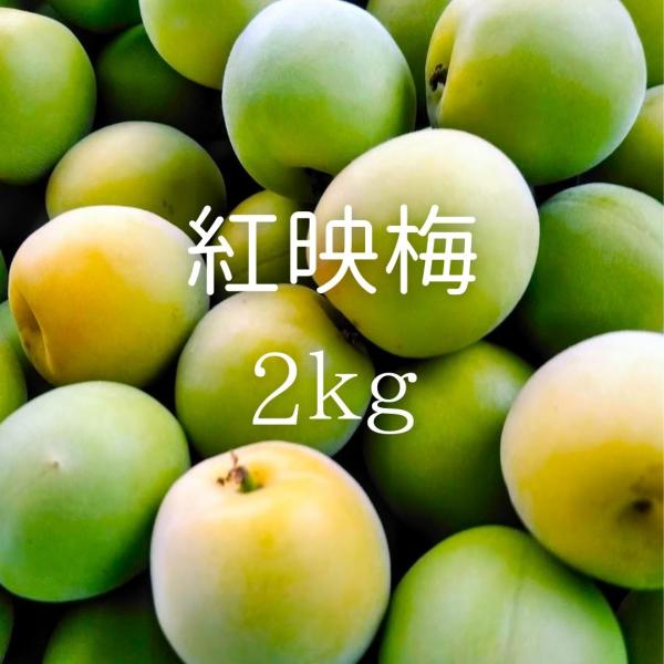 福井県産紅映梅 約2kg 梅干し用 予約販売受付 6月下旬頃発送 大きさおまかせ うめ 青梅 生梅