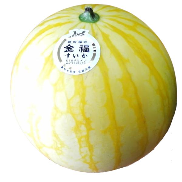 福井県福井市産 金福すいか 1個入 ギフト 贈答用 特産品