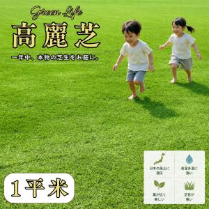 芝生 天然芝 ＼プロ御用達！／高麗芝 1平米 ゴルフ場・公園等の芝生採用実績◎芝の名産地から刈りたて産地直送 国産切り芝 DIY 芝張り 【安心のクール便発送】