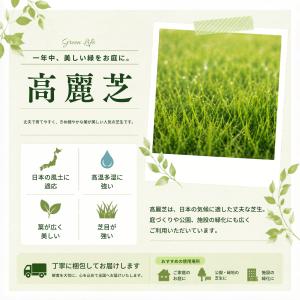 芝生 天然芝 ＼プロ御用達!/高麗芝 3平米 ...の詳細画像2