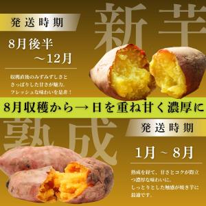 さつまいも 訳あり ぷち芋サイズ 紅はるか 5...の詳細画像5
