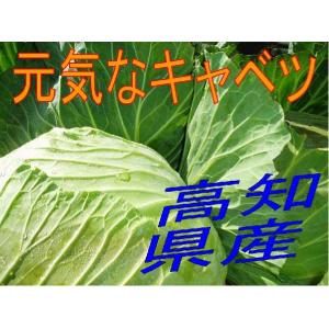 キャベツ 高知県産 元気なキャベツ｜野菜くらぶ