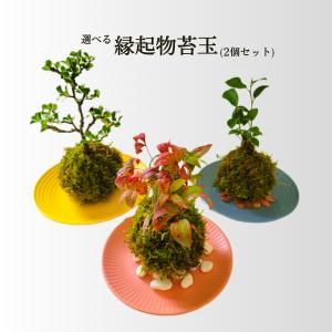 選べる縁起物苔玉（2個セット）｜yasakagoke