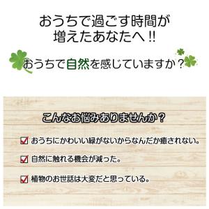 ハロウィン 苔玉 長寿梅苔玉の詳細画像1