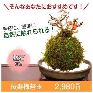 ハロウィン 苔玉 長寿梅苔玉の詳細画像2