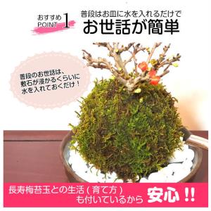 ハロウィン 苔玉 長寿梅苔玉の詳細画像3