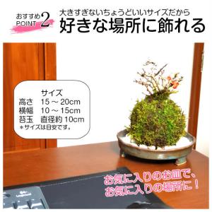 ハロウィン 苔玉 長寿梅苔玉の詳細画像4