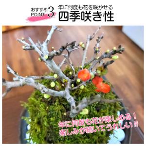 ハロウィン 苔玉 長寿梅苔玉の詳細画像5