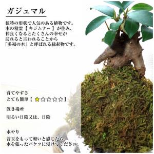 ハロウィン 苔玉 【ガジュマル苔玉】の詳細画像1