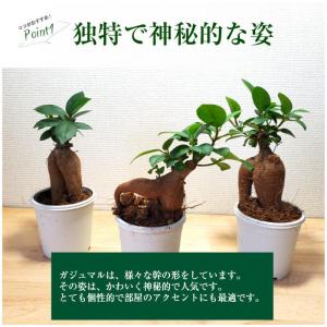 ハロウィン 苔玉 【ガジュマル苔玉】の詳細画像2