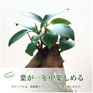 ハロウィン 苔玉 【ガジュマル苔玉】の詳細画像3