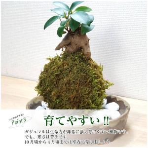 ハロウィン 苔玉 【ガジュマル苔玉】の詳細画像4