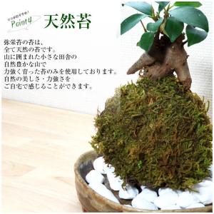 ハロウィン 苔玉 【ガジュマル苔玉】の詳細画像5