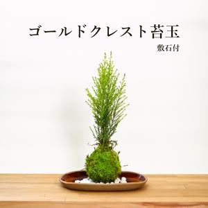 飾り方いろいろ ゴールドクレスト苔玉｜yasakagoke