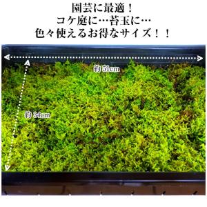 【天然ハイゴケトレー1枚分(約51cm×34c...の詳細画像1