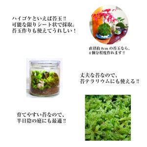 【天然ハイゴケトレー1枚分(約51cm×34c...の詳細画像2