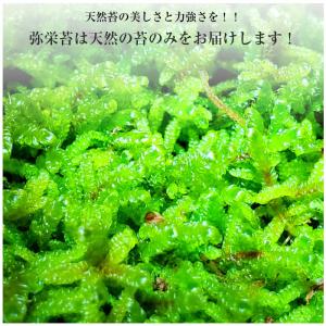 【天然ハイゴケトレー1枚分(約51cm×34c...の詳細画像3