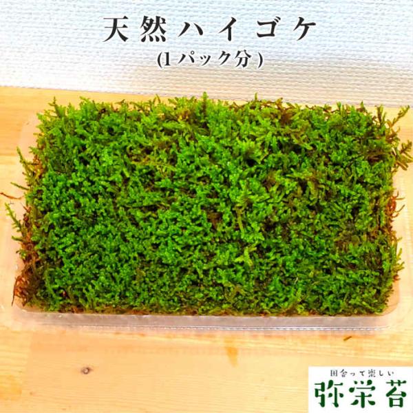 苔 苔玉 テラリウム 盆栽 【 天然 ハイゴケ 】1パック分 観葉植物 園芸