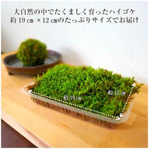 苔 苔玉 テラリウム 盆栽 【 天然 ハイゴケ...の詳細画像1