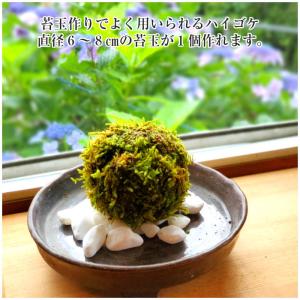 苔 苔玉 テラリウム 盆栽 【 天然 ハイゴケ...の詳細画像2
