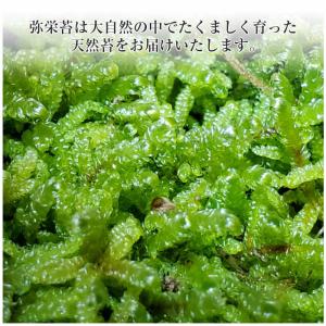 苔 苔玉 テラリウム 盆栽 【 天然 ハイゴケ...の詳細画像3