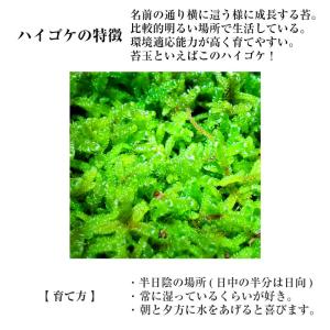 苔 苔玉 テラリウム 盆栽 【 天然 ハイゴケ...の詳細画像4