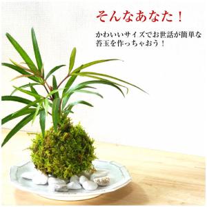 苔玉の作り方 苔玉キット ミニ 送料無 ポイン...の詳細画像2