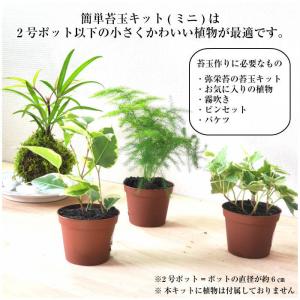 苔玉の作り方 苔玉キット ミニ 送料無 ポイン...の詳細画像5