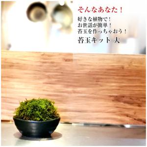 苔玉の作り方 苔玉キット 大 手作り キット ...の詳細画像2