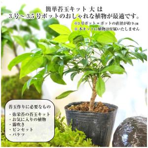 苔玉の作り方 苔玉キット 大 手作り キット ...の詳細画像5