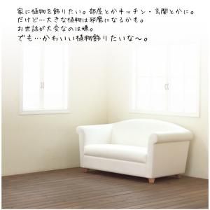 苔玉の作り方 苔玉キット 小 手作り キット ...の詳細画像1