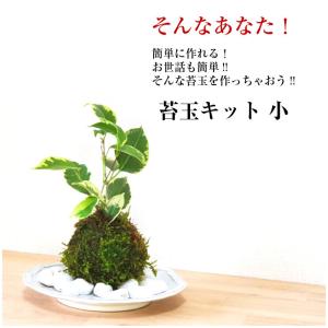 苔玉の作り方 苔玉キット 小 手作り キット ...の詳細画像2