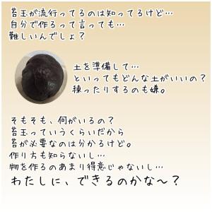 苔玉の作り方 苔玉キット 小 手作り キット ...の詳細画像3
